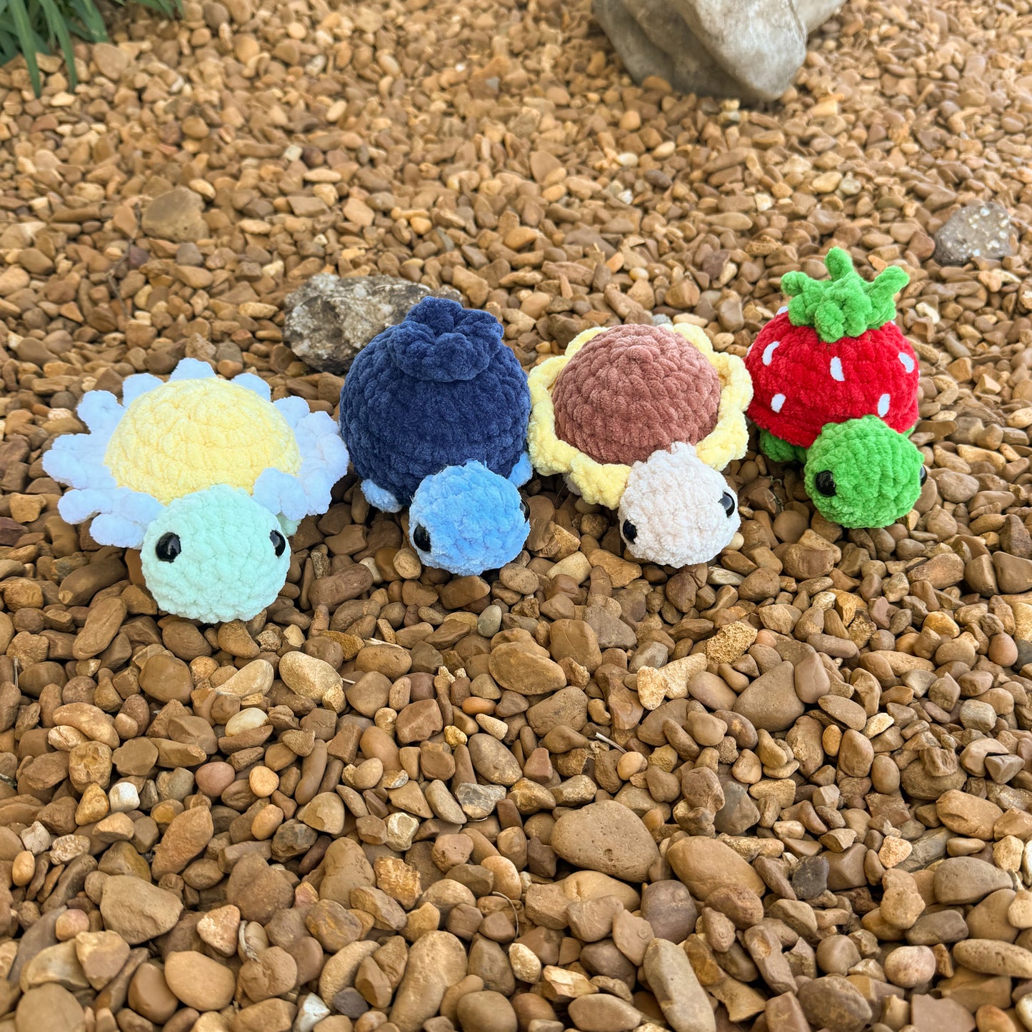 Daisy turtle