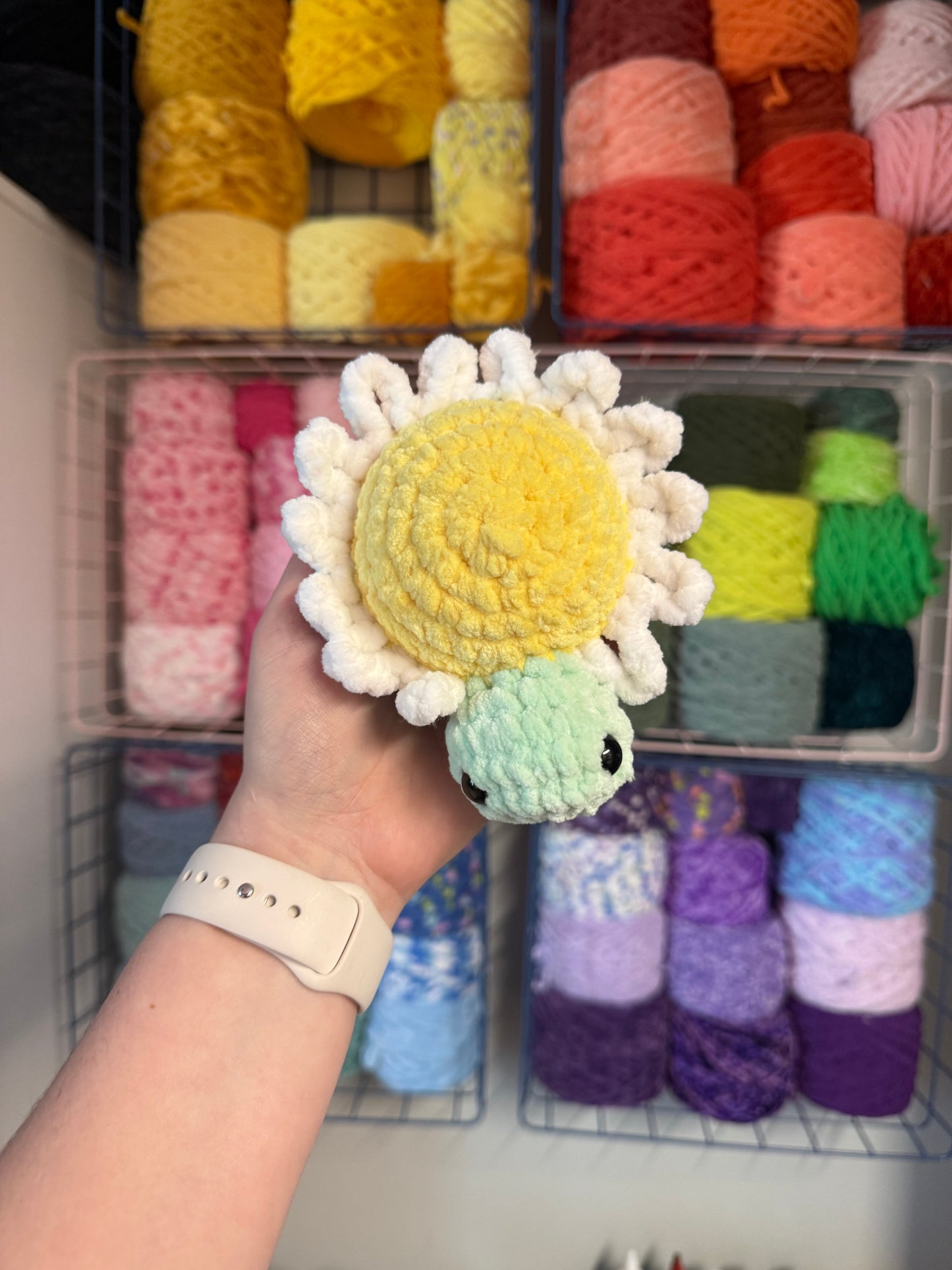 Daisy turtle